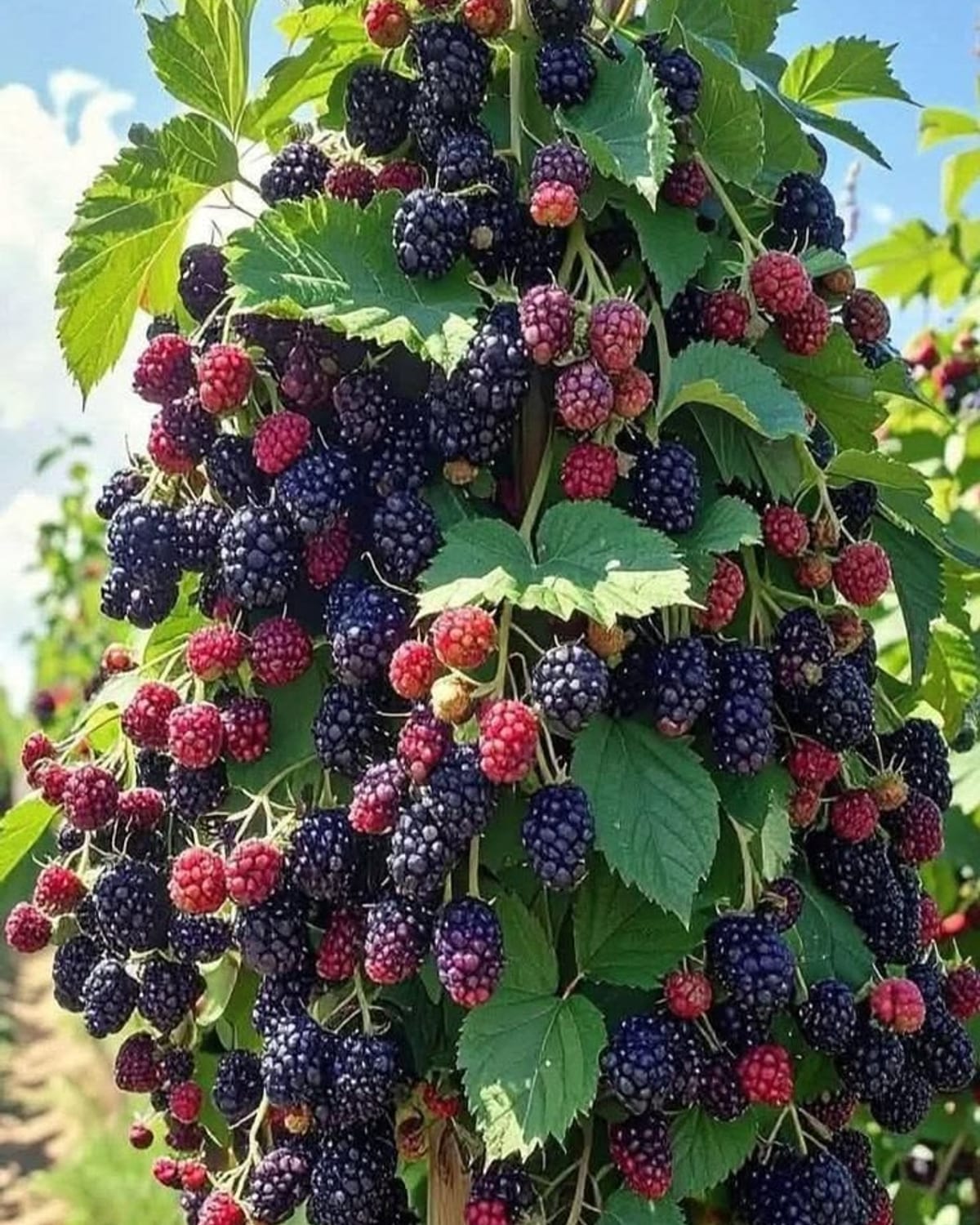 بوته سالم با برگ سبز تیره و بار زیاد؛ نشانه تغذیه کافی نیتروژن و پتاسیم