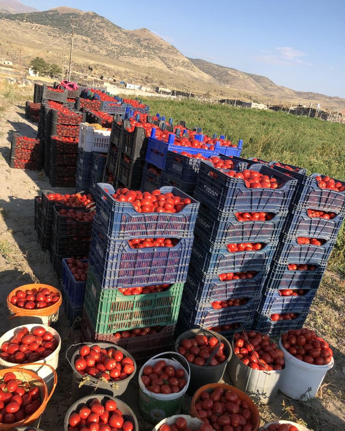 برداشت گوجه‌فرنگی رسیده در جعبه؛ باردهی پس از تغذیه پتاسیم