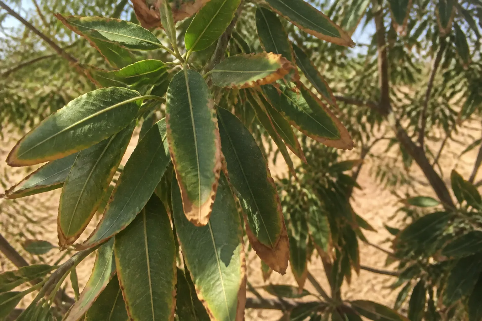 سوختگی حاشیهٔ برگ بادام