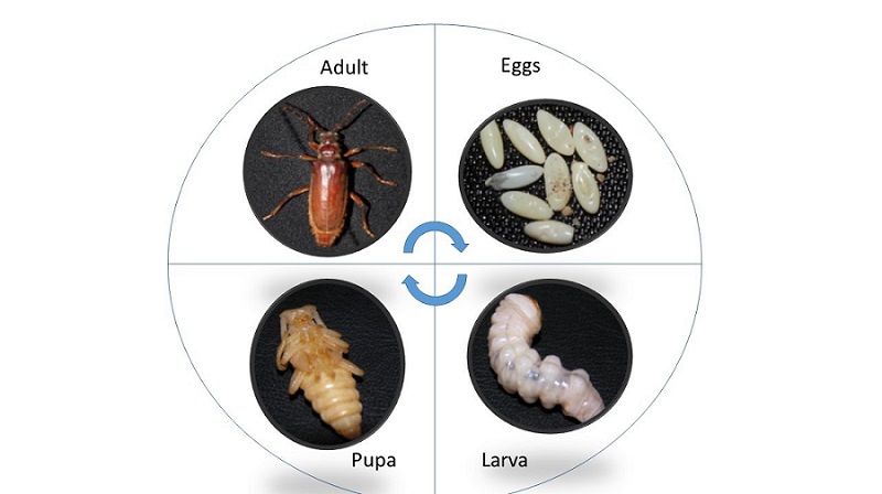 سوسک شاخک بلند