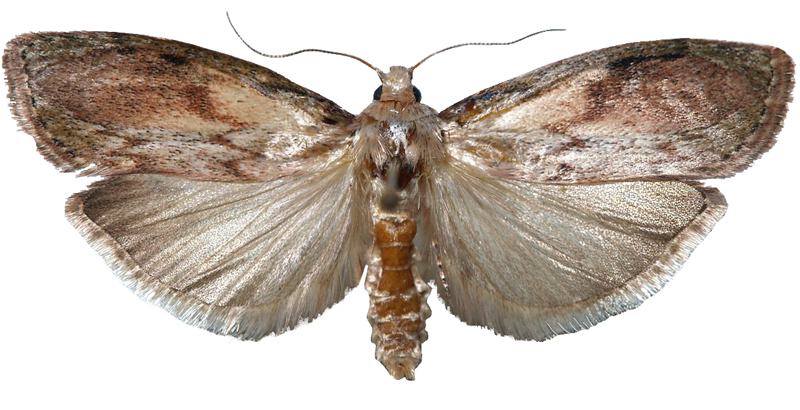 گرده خوار خرما