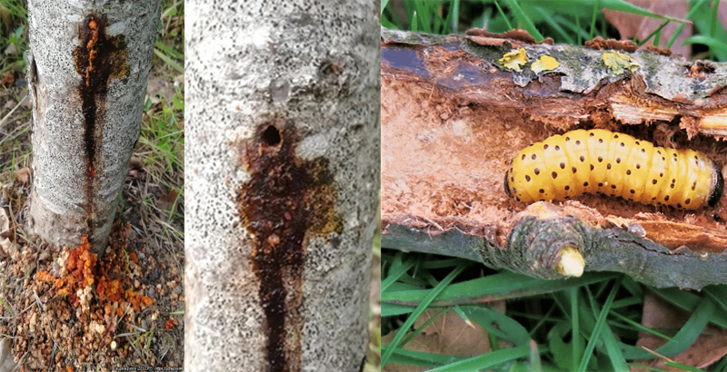 خسارت کرم خراط، شب پره پلنگی یا پروانه فری