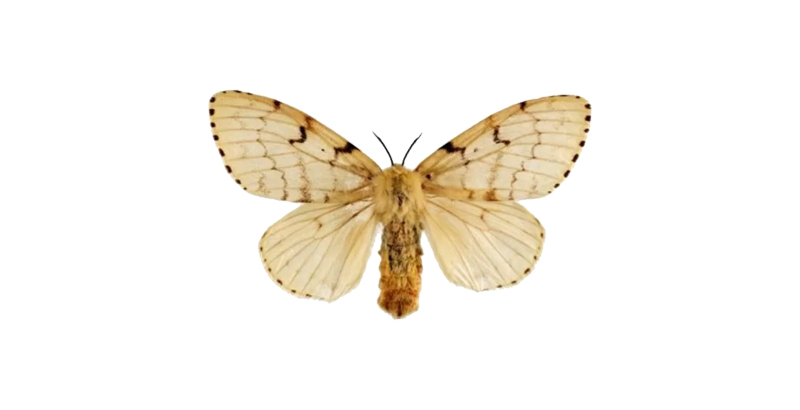 کنترل پروانه ابریشم باف ناجور یا پروانه کولی به روش درون درمانی