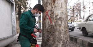 درون درمانی جهت رشد بهتر درختان چنار در شیراز