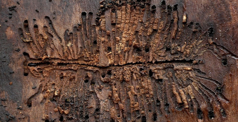 خسارت سوسک پوستخوار زبان گنجشک