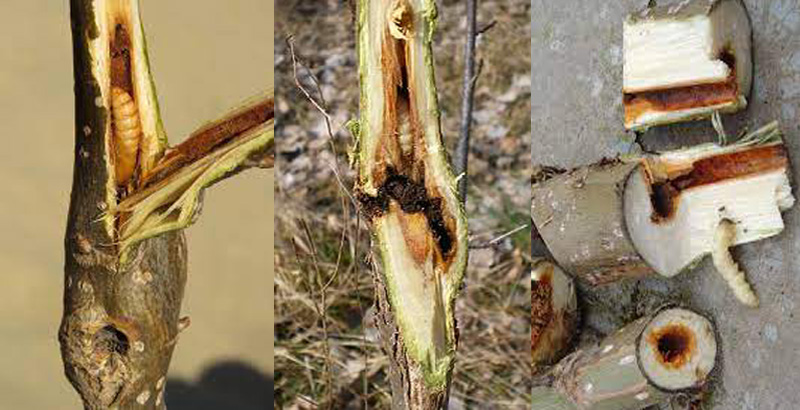 نحوه خسارت پروانه زنبور مانند