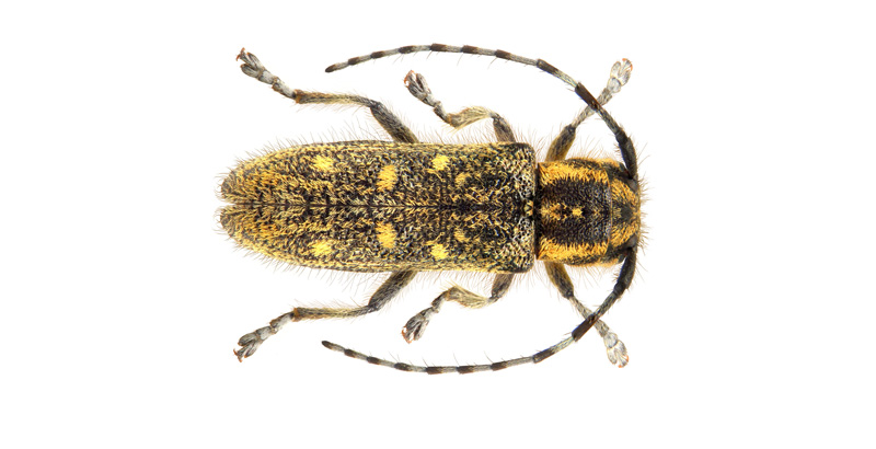 سوسك شاخك بلند خالدار صنوبر و کنترل آن با تکنیک درون درمانی