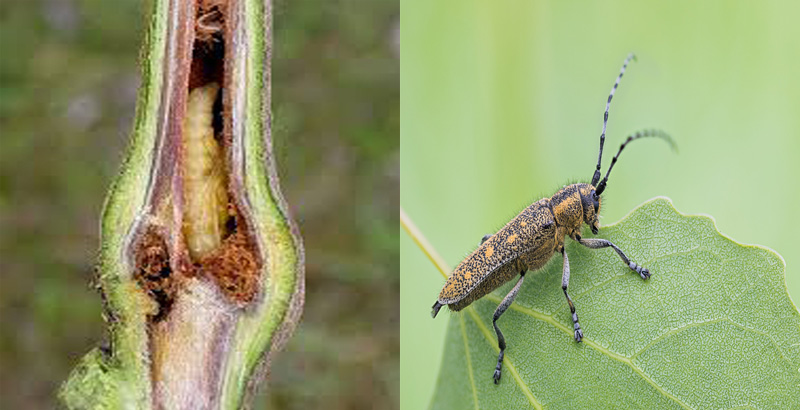 خسارت سوسك شاخك بلند خالدار صنوبر