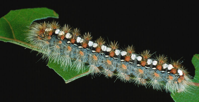 پروانه سفید بید و کنترل آن به روش درون درمانی