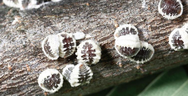 مبارزه با شپشک خونی نارون