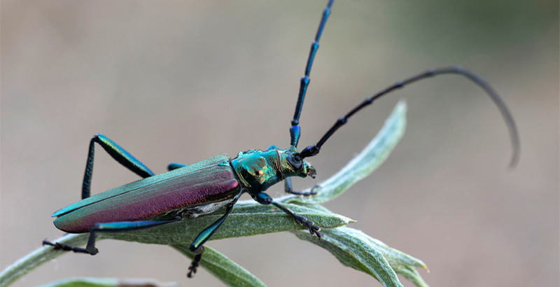 سوسک چوبخوار بید و صنوبر- فرکشت