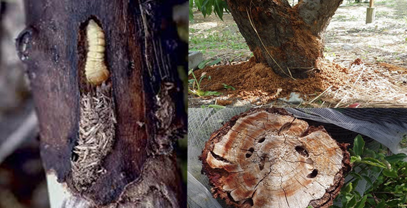 نحوه خسارت سوسک چوبخوار بید و صنوبر