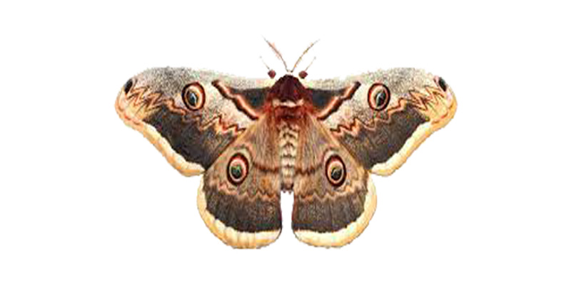 کنترل آفت پرطاووسی گلابی با درون درمانی- فرکشت