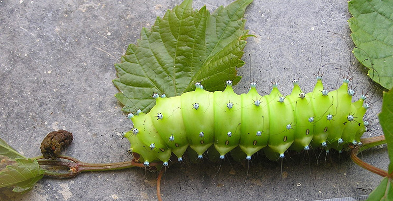 پرطاووسی گلابی - فرکشت