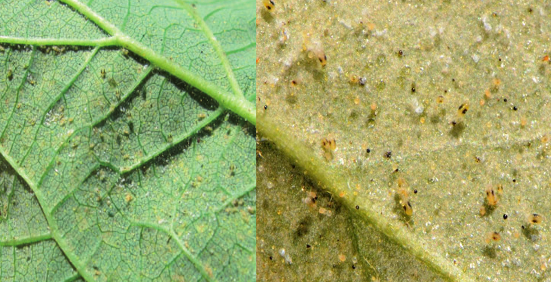 نحوه خسارت کنه دو نقطه‌ای