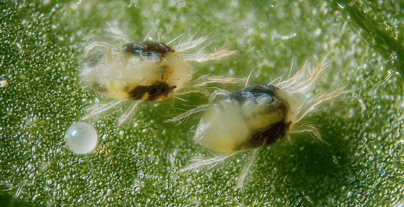 کنه دو نقطه‌ای و مبارزه با آن به روش درون درمانی