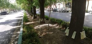 درون درمانی درختان نارون در منطقه 8 اصفهان-فرکشت