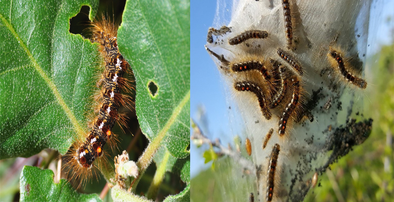 نحوه خسارت پروانه دم قهوه ای- فرکشت- درون درمانی