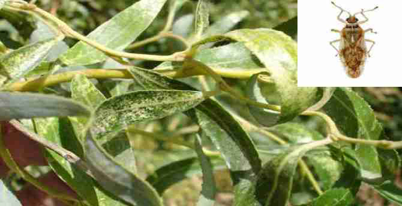 کنترل سنک بید- فرکشت