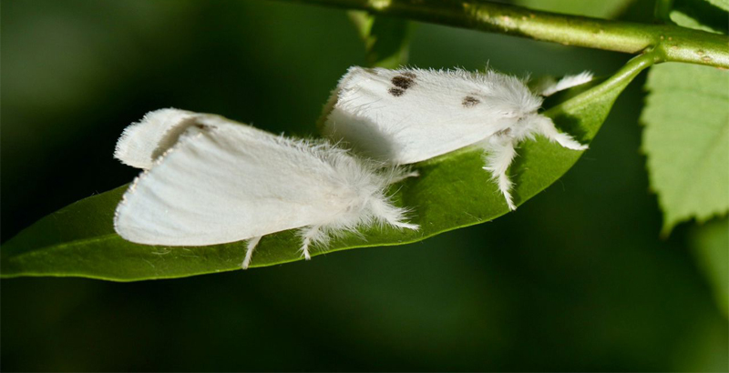 پروانه دم قهوه‌ای -فرکشت