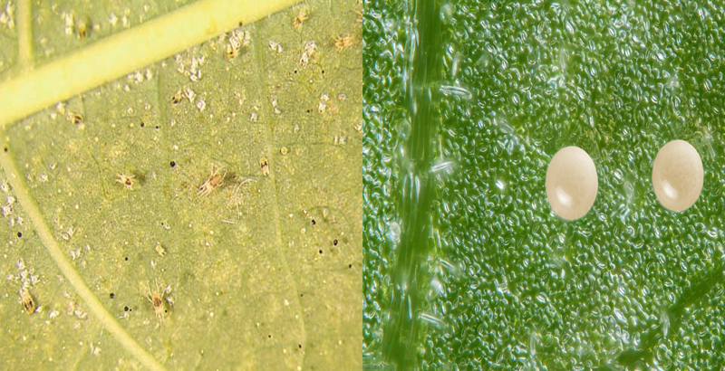 نحوه خسارت کنه چنار- فرکشت- درون درمانی