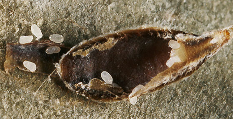 سپردار واوي نارون- فرکشت-درون درمانی