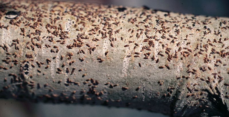 نحوه خسارت سپردار واوی نارون