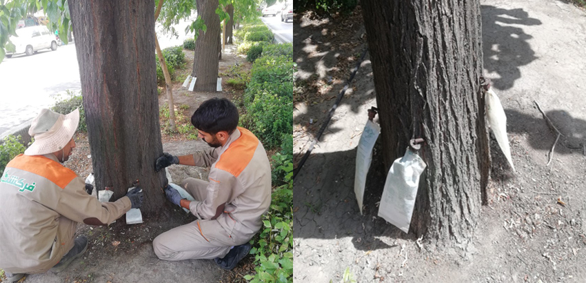 درون درمانی درختان نارون در منطقه 8 اصفهان-فرکشت