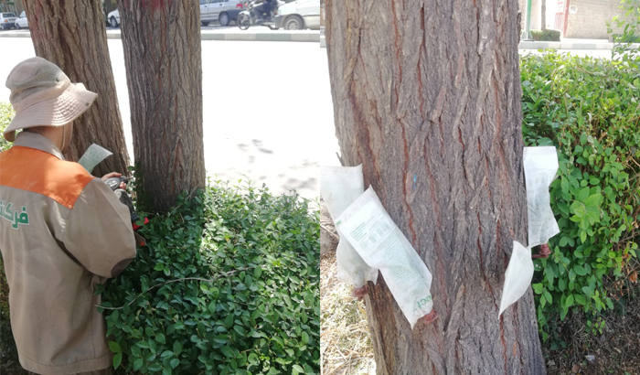 درون درمانی درختان بید و نارون در خمینی‌شهر-فرکشت