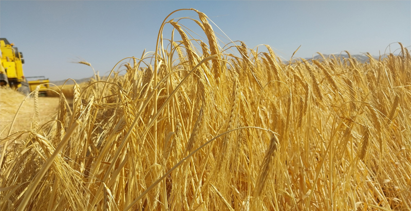 برداشت جو از اراضی موته-فرکشت