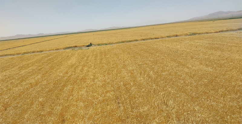 برداشت جو از اراضی موته-فرکشت