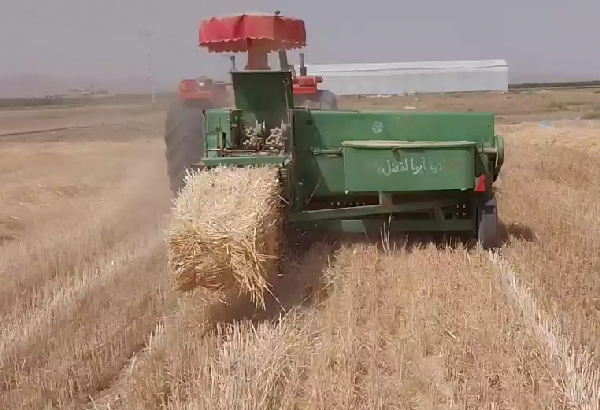 برداشت گندم- فرکشت