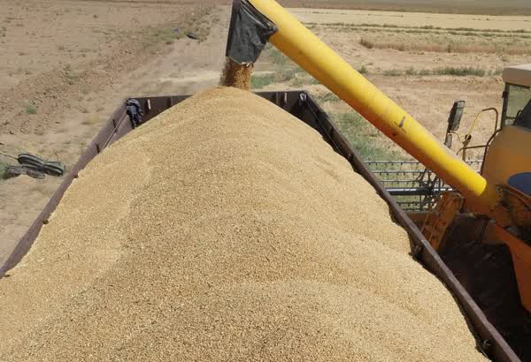 برداشت گندم- فرکشت