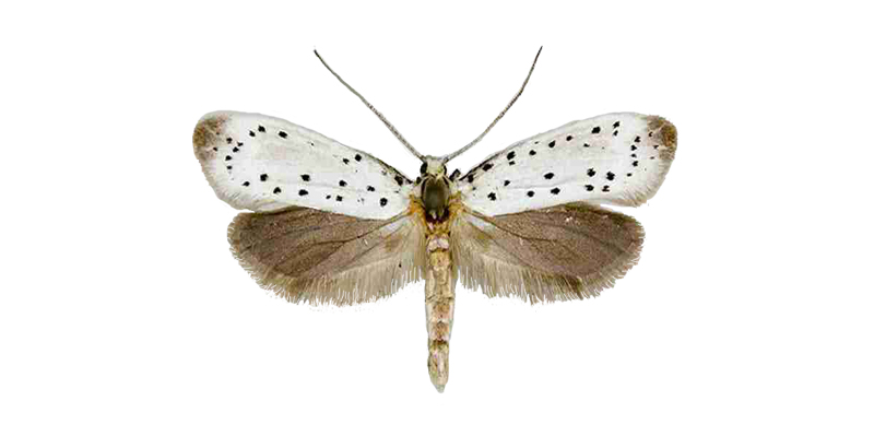 لیسه بید و کنترل آن با درون درمانی