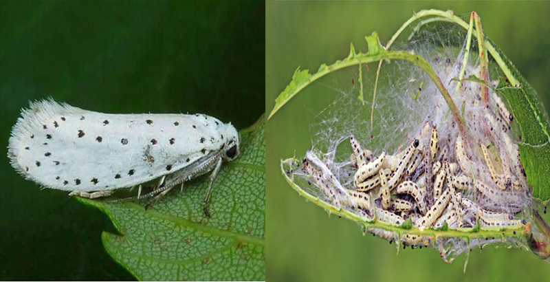 نحوه خسارت لیسه بید- فرکشت