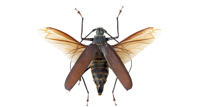 سوسک چوبخوار چنار و بلوط- فرکشت