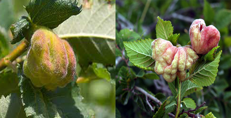 نحوه خسارت شته گالزاي سيبي نارون - فرکشت