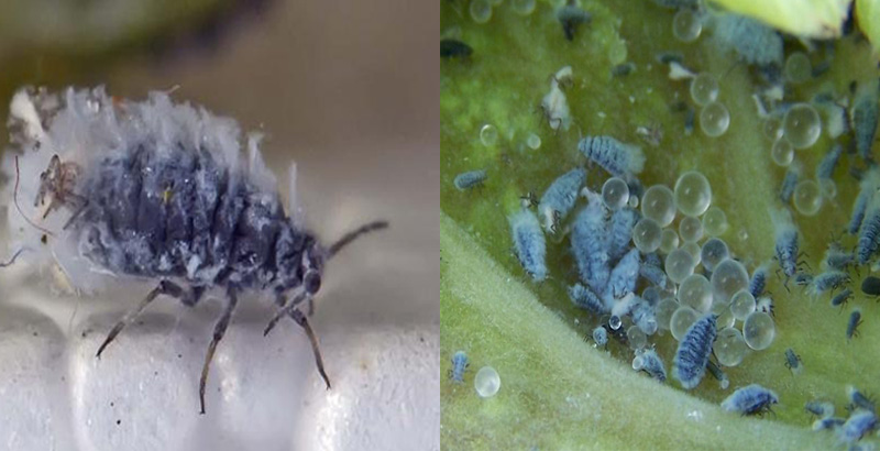 شته گالزاي سيبي نارون (Eriosoma lanuginosum)- فرکشت