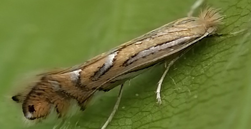 پروانه مینوز بید - فرکشت - درون درمانی