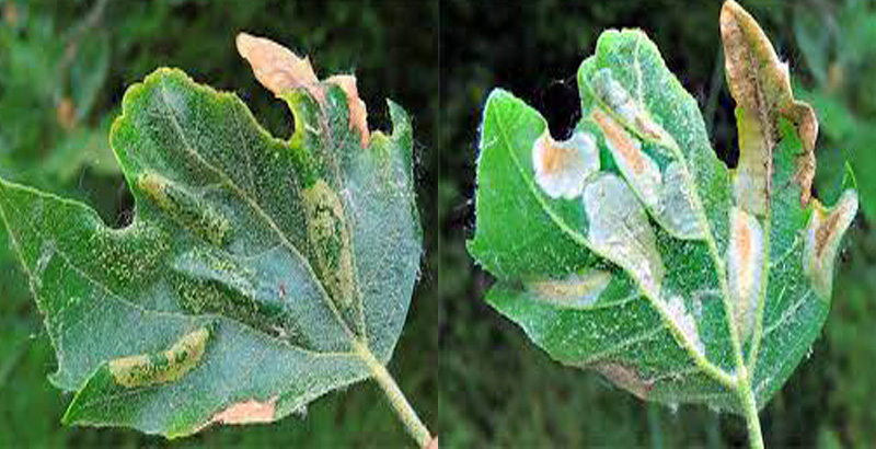 نحوه خسارت پروانه مینوز بید - فرکشت - درون درمانی