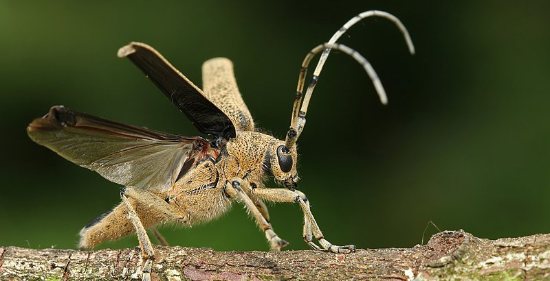 سوسك گالزاي صنوبر - فرکشت-  درون درمانی