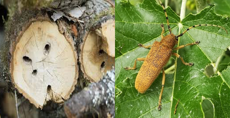 نحوه خسارت سوسك گالزاي صنوبر - فرکشت- درون درمانی