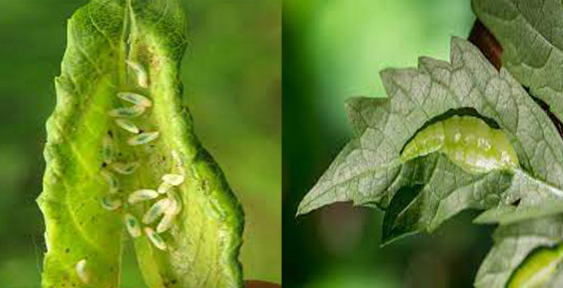 نحوه خسارت پشه گالزای رگبرگ زبان گنجشک