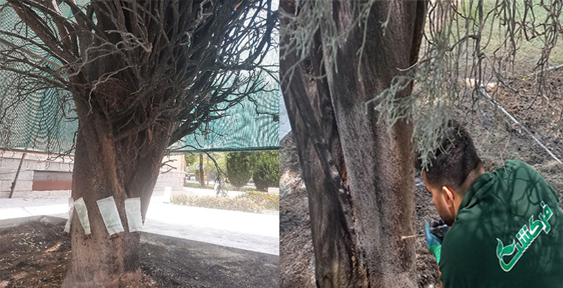 احیای یک اصله درخت ۵۰ ساله سرو ناز- فرکشت