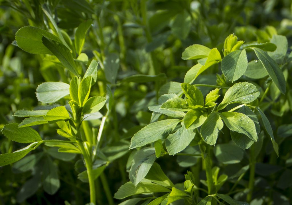 برداشت یونجه - فرکشت