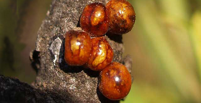 شکلشناسی شپشک نخودی - فرکشت