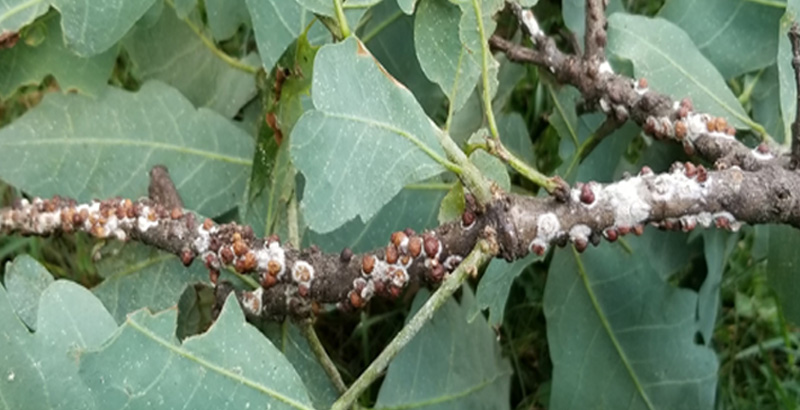 نحوه خسارت شپشک نخودی