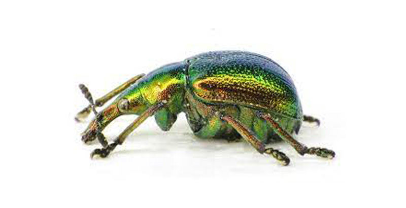 سرخرطومی سیگاری غان- فرکشت