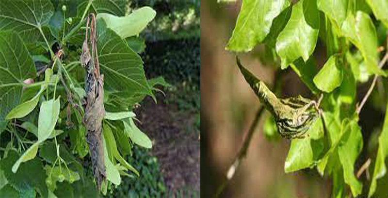 خسارت سرخرطومی سیگاری غان- فرکشت