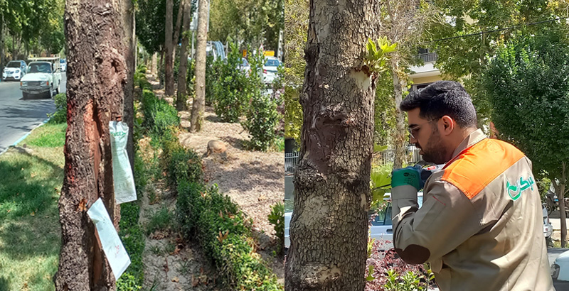 درون درمانی درختان خیابان مشتاق اصفهان دوم- فرکشت